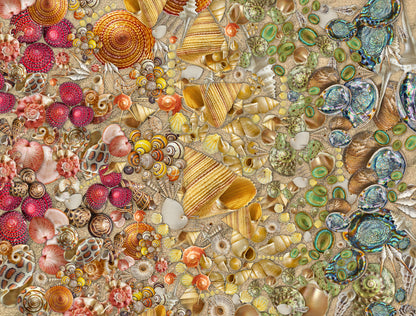 Natural History Museum - Shells 1000 Piece Jigsaw Puzzle