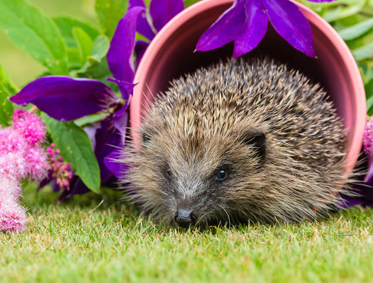 Hedgehog Pottering In The Garden 1000 Piece Jigsaw