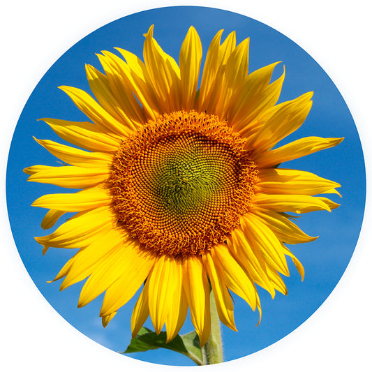 Sunflower - Impuzzible 400 Piece Jigsaw Puzzle