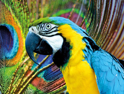 Multicoloured Macaw 1000 Piece Jigsaw Puzzle