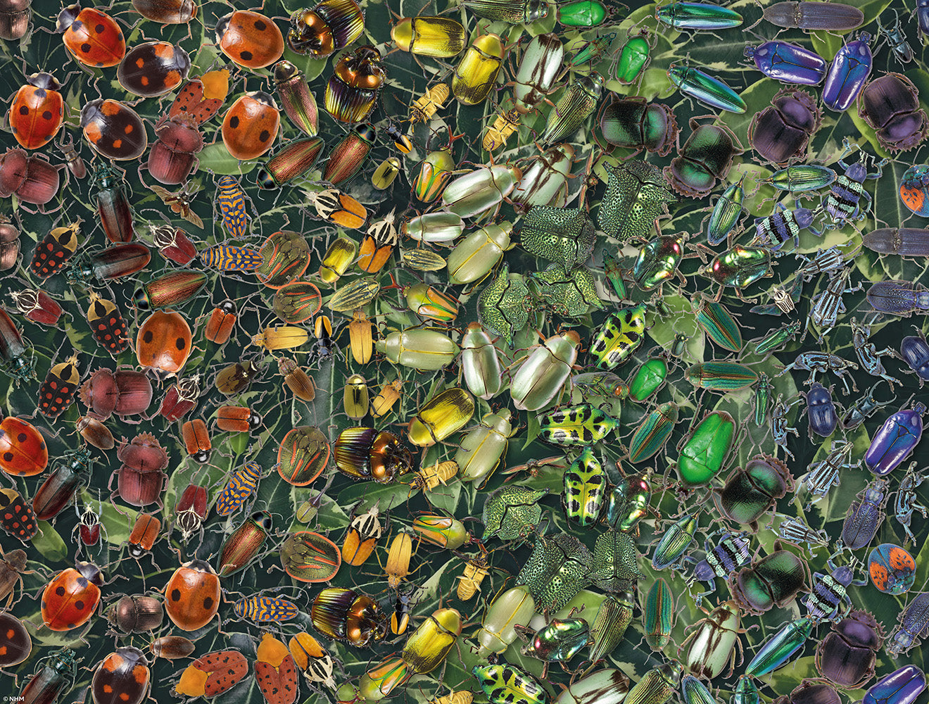 Natural History Museum - Beetles 1000 Piece Jigsaw Puzzle