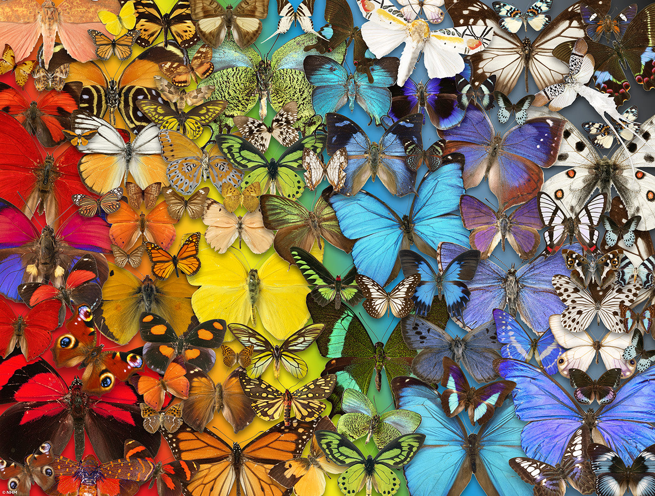 Natural History Museum - Butterflies & Moths 1000 Piece Jigsaw Puzzle