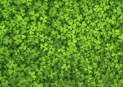 Find the Four Leaf Clover Impuzzible No.44 - 1000 Piece Jigsaw Puzzle